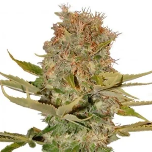 Jesus OG Auto