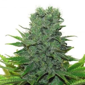 707 Headband Seeds