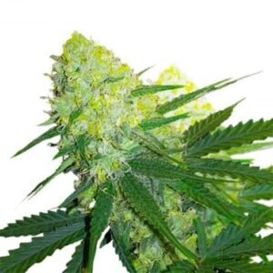 Afghan Kush Seeds