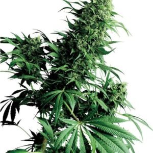 Alien Rock Candy Seeds