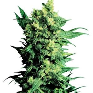 Alpha Blue Seeds
