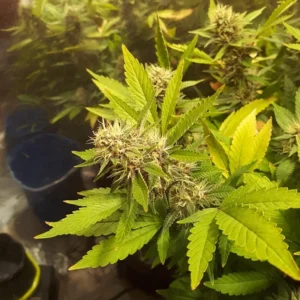 Banana Kush Auto