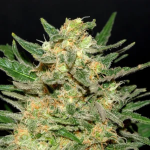 Berry White Seeds