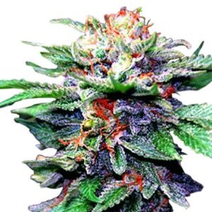 Blue Galaxy Auto