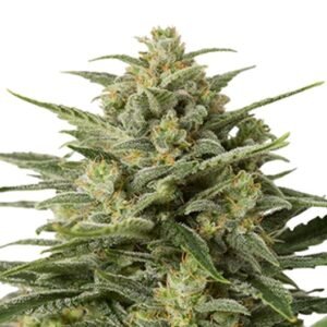 Afghan Big Bud Seeds