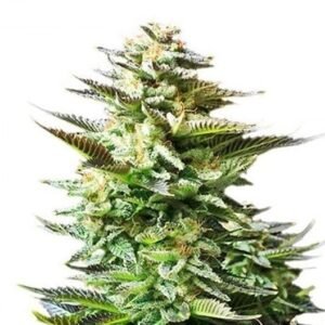 Afghani Bullrider Auto