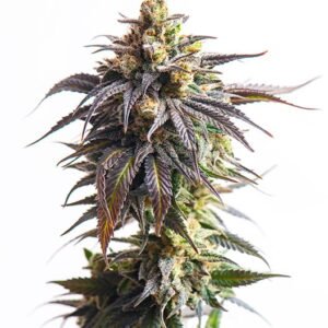 Afgooey Auto