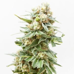 Alchemy Seeds