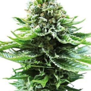 Alien Kush Auto