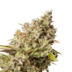 Ancient Kush Seeds