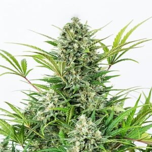 Ayahuasca Purple Auto