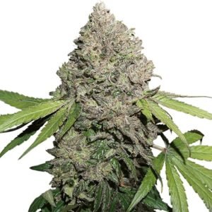 Berry Noir Seeds