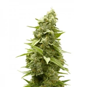 Birthday Cake Kush Seeds