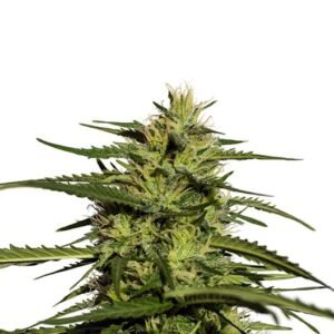 Black Cherry OG Seeds