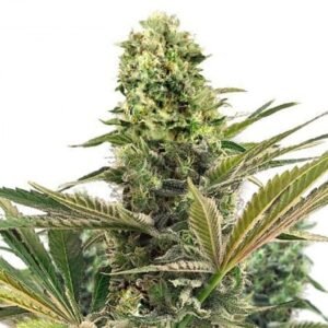 Black Cherry Soda Seeds