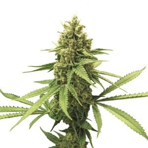 Black Diamond Auto