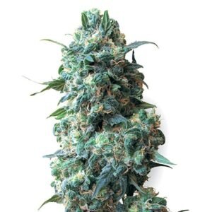 Blackwater Auto