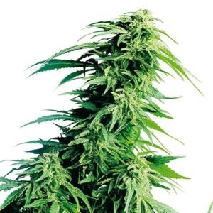 Blue Buddha Seeds