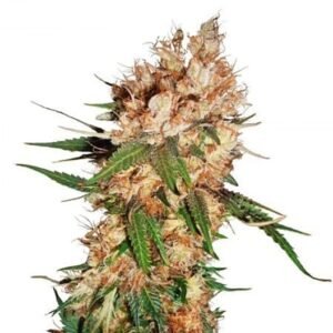 Blue God Seeds