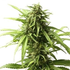 Blue Moon Rocks Seeds