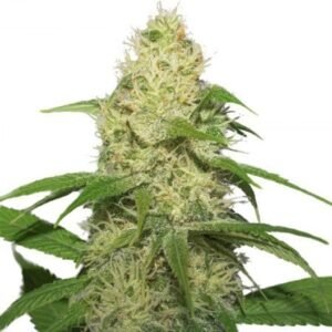 Bubbleberry Seeds