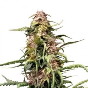 MedGom CBD Seeds