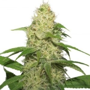 SharkShock CBD Seeds
