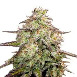 Yummy CBD Seeds