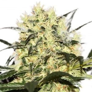 California Orange Auto