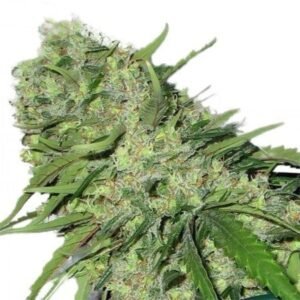 Chemo Seeds