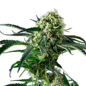 Cherry Kush Seeds
