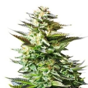Chiesel Seeds