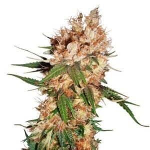 Cookies and Cream Seeds