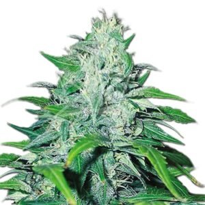 Copper Kush Seeds