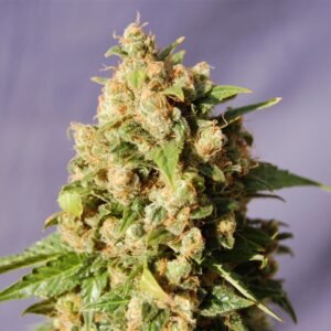 Lucid Dream Kush Auto