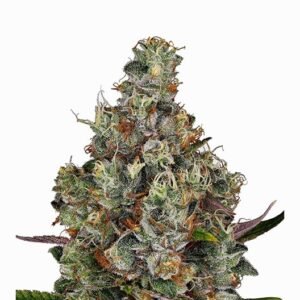 Cowboy Kush Seeds