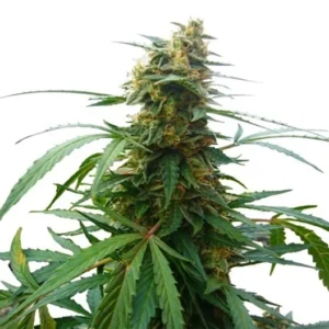 Critical Jack Seeds