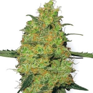 Critical Skunk Seeds