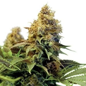 Crystal Coma Auto