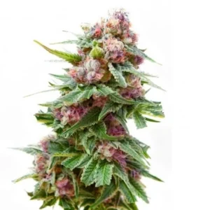 Dancehall CBD Seeds