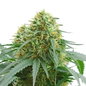 Dank Schrader Seeds