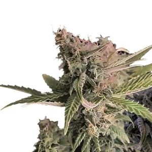 Dark Side of the Moon Auto