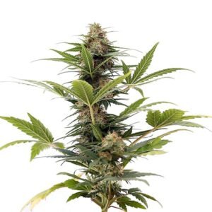 Darth Vader OG Auto