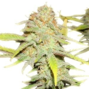Death Star OG Auto