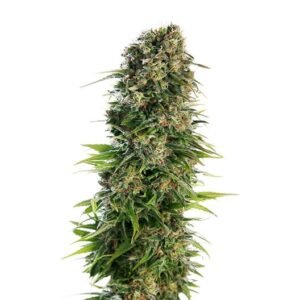 Digweed CBD Seeds