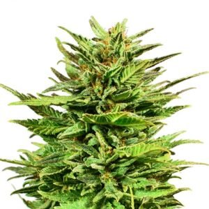 Do-Si-Dos Seeds
