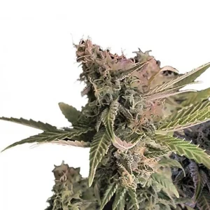 Donna OG Seeds