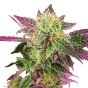Double Purple Doja Seeds