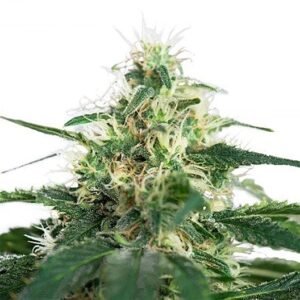 Dutch Dragon Seeds