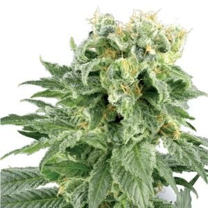 Early Girl Seeds
